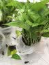 京东绿植绿萝盆栽除甲醛花卉绿植办公室新房净化空气 120款10盆源头直发 实拍图