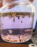 太守堂 薰衣草100克 新疆薰衣草中药材天然无杂质干货 干花粒泡茶养生 实拍图