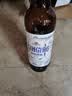 青岛啤酒（TsingTao）精酿白啤全麦原麦汁浓度10°P  500ml*12瓶整箱装 中秋节送礼 实拍图