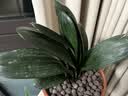 四季君子兰盆栽室内花带花苞老苗圆头和尚君子兰花卉植物好养绿植 中国红9-11片叶【当年开花】5年苗 实拍图