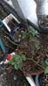 红梅盆景老桩盆栽原生梅花植物盆栽室内绿植耐寒浓香型乌梅不含盆 红梅5年盆景（今年冬天开花） 实拍图
