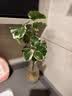 临雅水培圆叶福禄桐钱多多盆栽植物客厅桌面水养绿植水滴瓶源头直发 实拍图