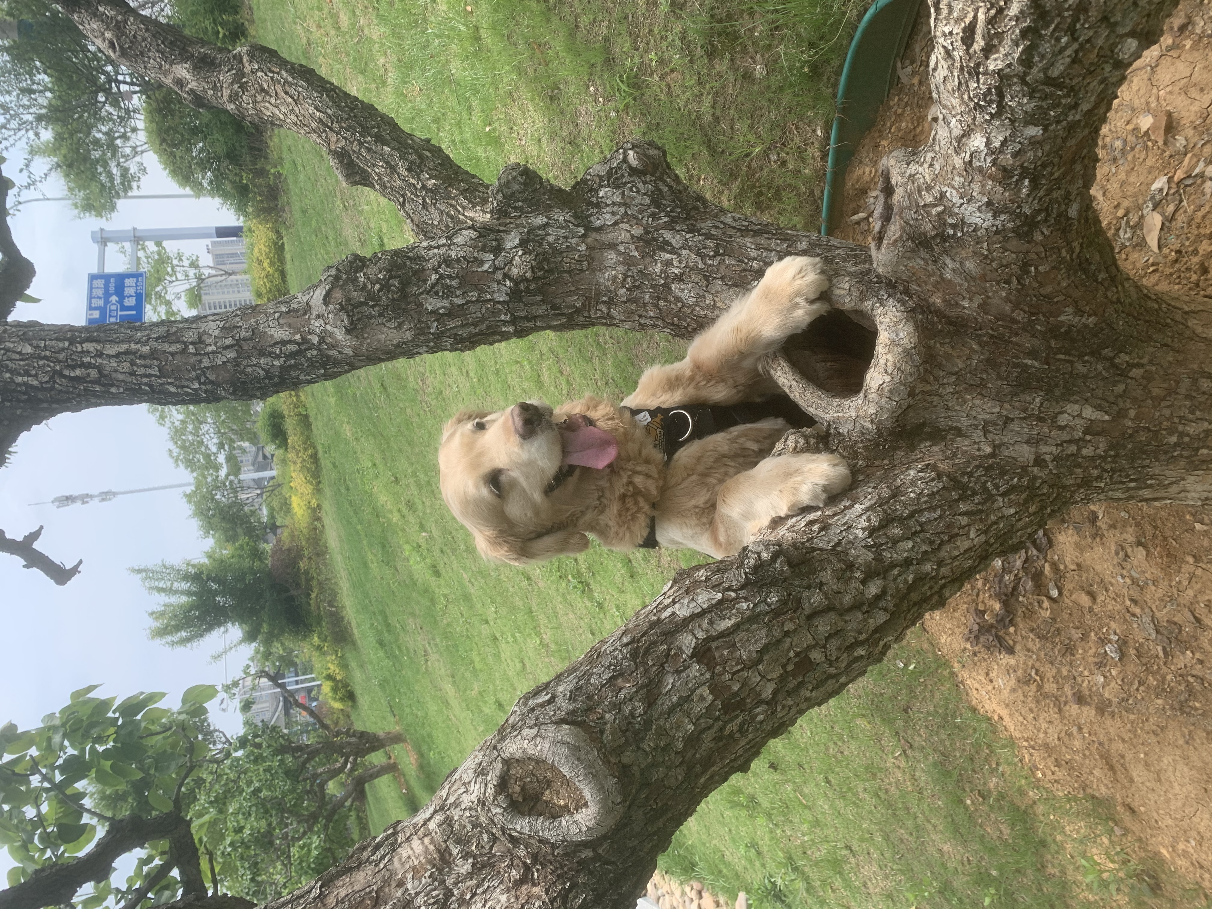 爱犬岛美国进口Everday系列角蛋白蓬松护理犬用香波宠物沐浴露473ml 实拍图
