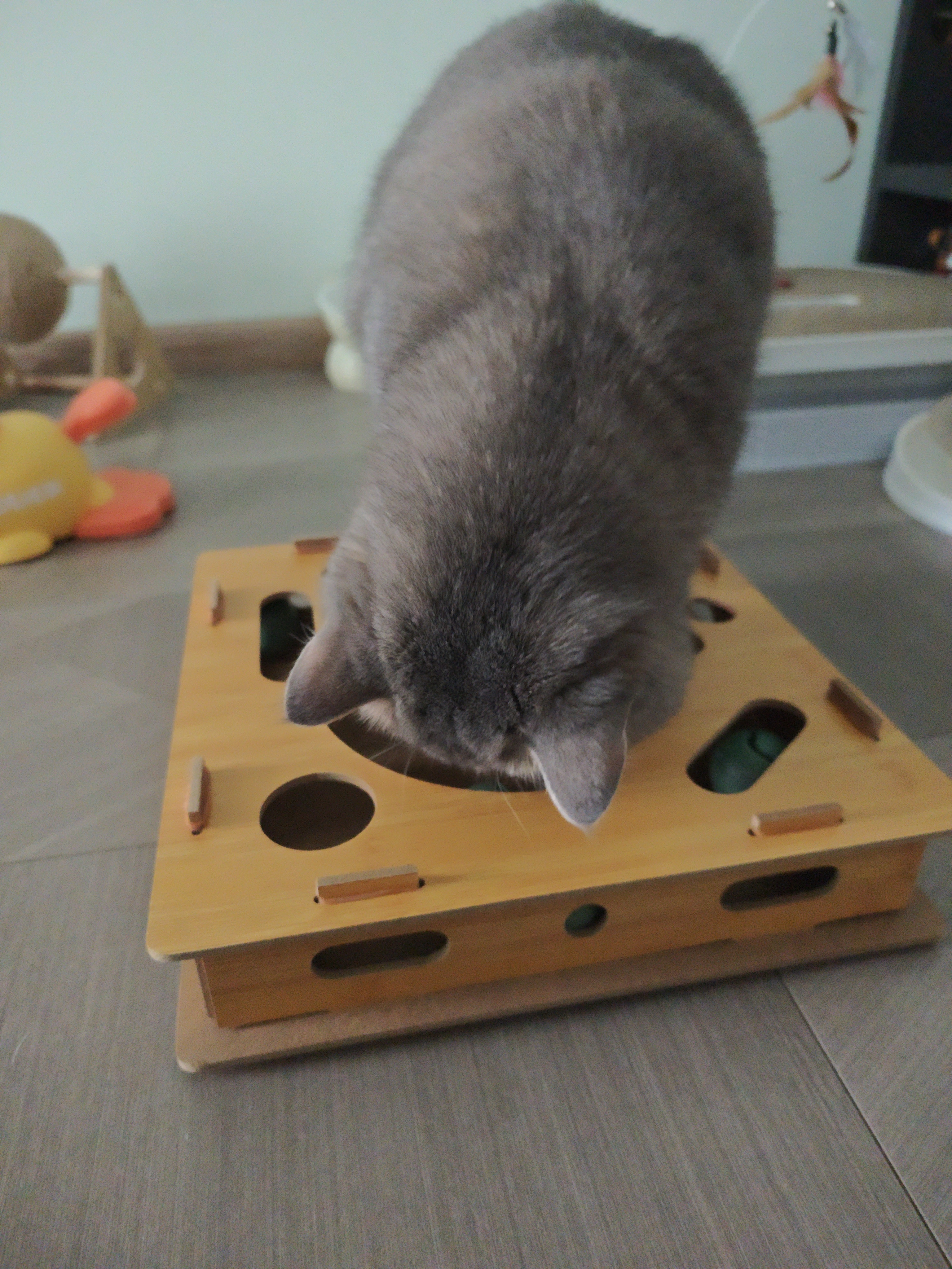 HELLOJOY猫咪自嗨解闷神器宠物益智掏洞玩具游戏迷宫盒子逗猫棒小猫猫抓板 实拍图