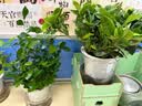 绿有意绿植盆栽多肉花卉盆栽植物室内桌面水培绿植办公室客厅植物懒人 清新3盆】栀子花+九里香+金枝玉叶 实拍图