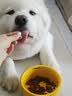 京东京造狗粮老年犬中大型高鲜肉鲜蒸7岁+抗初老护关节易消化狗粮2kg 实拍图