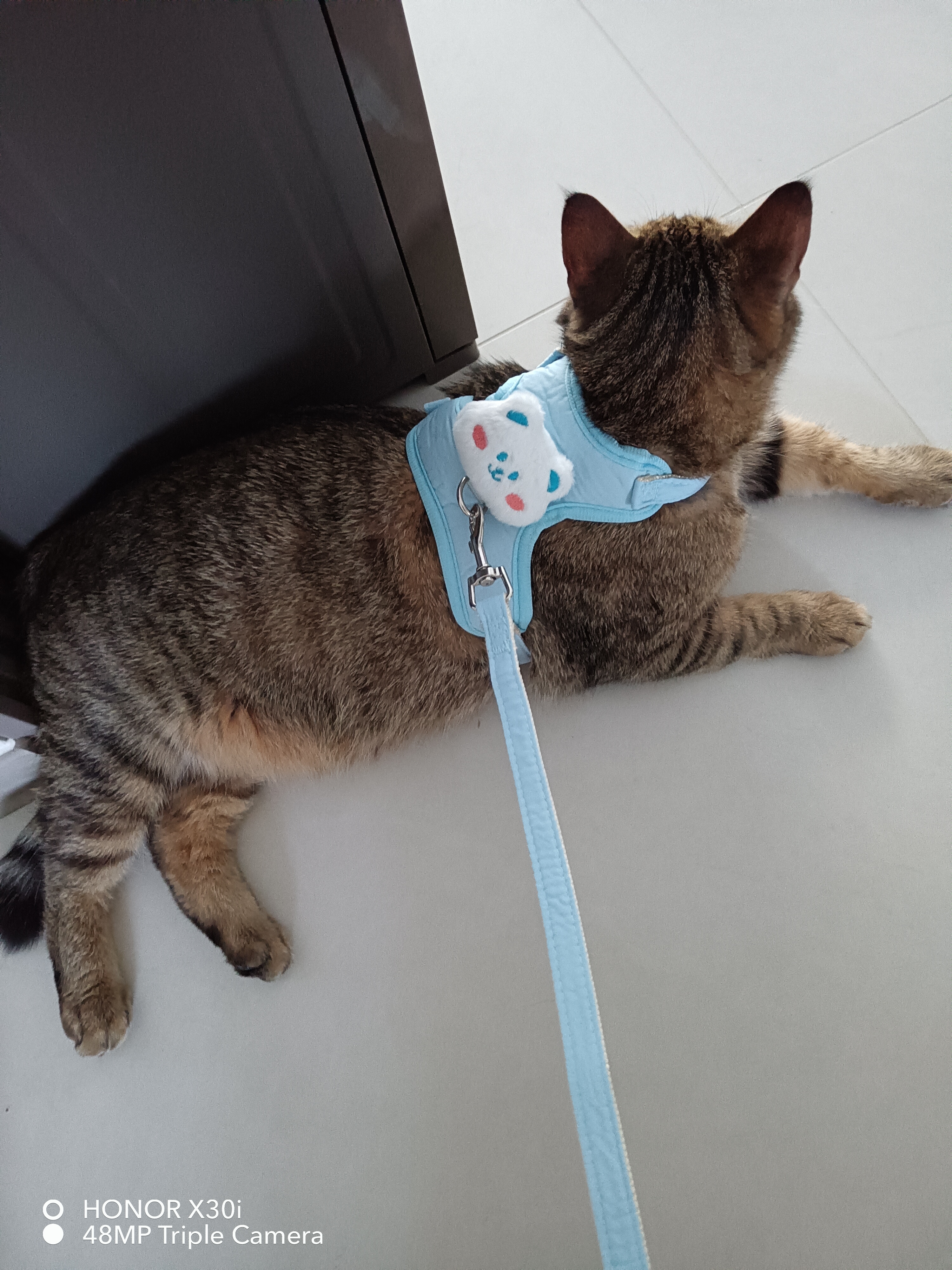 憨憨乐园猫咪牵引绳可调节遛猫绳子可爱幼猫外出专用胸背小型犬宠物用品m 实拍图
