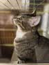 佩玛思特升级款深海鱼系列三种鱼成猫猫粮2kg 实拍图