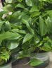 京东绿植绿萝盆栽除甲醛花卉绿植办公室新房净化空气 120款10盆源头直发 实拍图