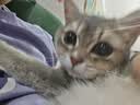 普安特猫咪费洛蒙多乐宁防应激情绪舒缓安抚剂猫咪外出面部信息素插电款 实拍图