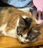 皇家猫粮 幼猫猫粮 幼猫奶糕 K36 通用粮 4-12月 2KG 实拍图