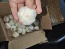 京鲜生金乡大蒜带皮新鲜 干蒜净重3斤 单果5-5.5cm 源头直发包邮 实拍图