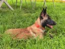 拉夫威尔ruffwear福朗特狗狗项圈遛狗绳成犬小型犬通用柯基狗狗链子 峡谷红 M 晒单实拍图