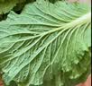 良知农哥【顺丰/JD】东北新鲜白菜叶饭包大白菜叶子打包 新鲜蔬菜 20片菜叶+酱 【顺丰/JD陆运】 实拍图
