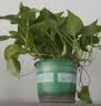 京东绿植绿萝盆栽除甲醛花卉绿植办公室180款加仑自吸水盆8盆装源头直发 实拍图