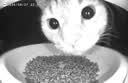 米家宠物喂食器2可视版小米自动猫咪狗定量定时喂食器猫咪自动投食机 实拍图