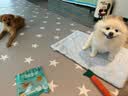 HELLOJOY狗狗零食幼犬磨牙鸡肉干鸭肉干小型犬泰迪鸡胸肉鸡鸭混合肉干180g 实拍图