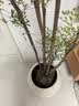 花财主大型盆栽绿植 柠檬树鸭脚木发财树天堂鸟绿植室内客厅大盆栽 南天竹-1.5-1.8米【圆球盆】 含盆 实拍图