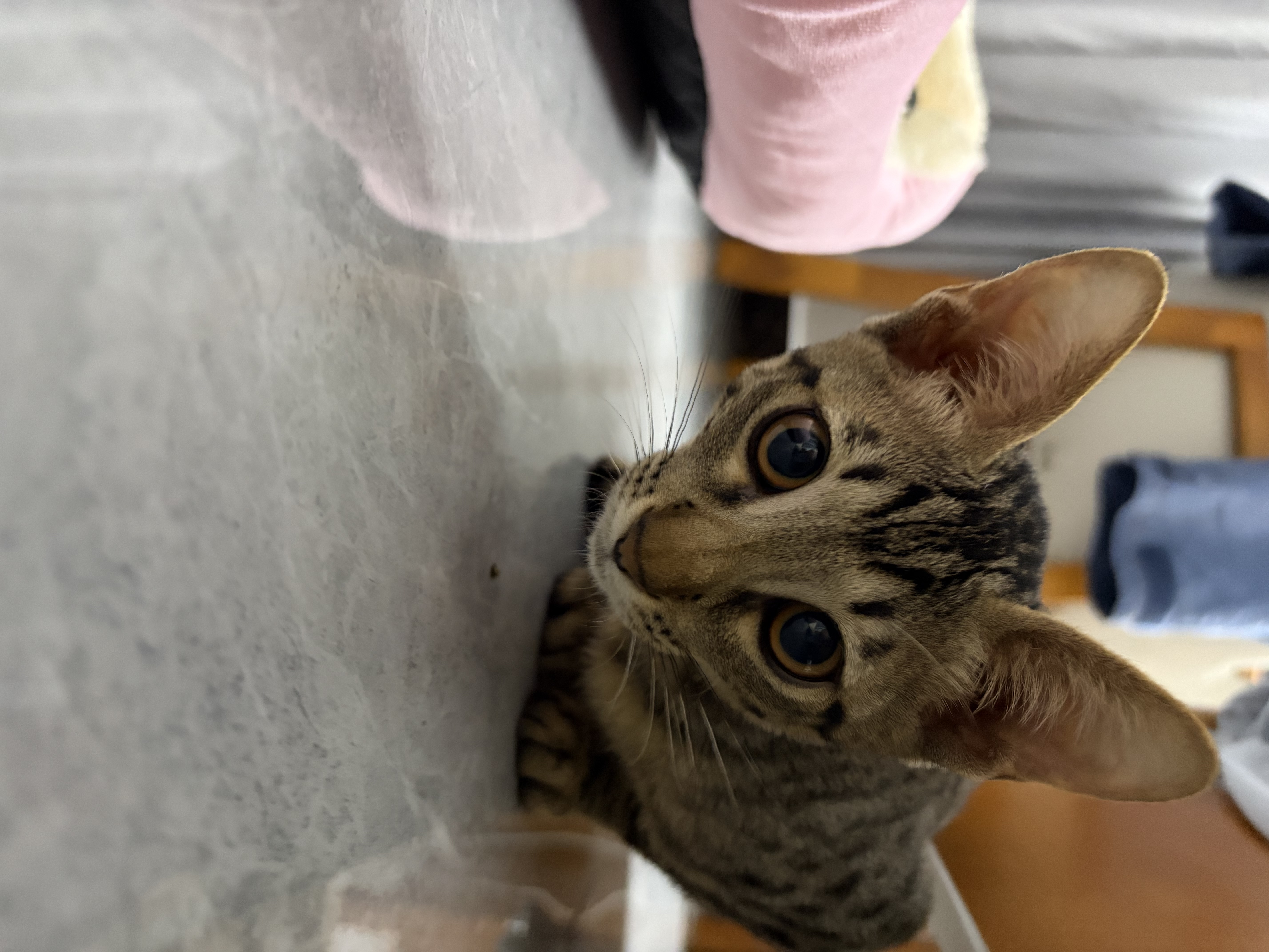 HELLOJOY猫笼子猫窝帐篷家用猫咪产房窝露营隔离生产房待产房猫产窝幼猫笼 实拍图
