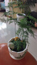 文竹盆栽绿植花卉盆景植物室内客厅水培文松云竹文竹大苗四季常青 小文竹【3棵性价比高】原土球发货 高度15-25cm 实拍图