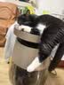 皇家猫粮 幼猫猫粮 幼猫奶糕 K36 通用粮 4-12月 2KG 实拍图