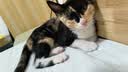 喵梵思 脆块儿全价主食冻干持续锁鲜成猫幼猫冻干粮物理磨牙200g/160g 羊奶鸡肉200g*1包 实拍图