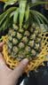 广东湛江徐闻菠萝 香水菠萝 热带水果 【活动期间合并发货】1个 净重1.3-2斤 实拍图