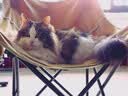 星益生趣（STELLA&CHEWY'S）进口猫粮SC冻干猫粮成猫猫粮幼猫无笼散养鸡肉猫粮 2.5lb/1.13kg 实拍图