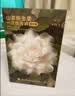 babycare爆款山茶花一次性内裤女士孕产妇M码30条【安全灭菌】 实拍图