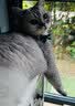 大宠爱 猫驱虫药 体内外同驱耳螨虱子跳蚤虫 2.6-7.5kg成猫 3支装 实拍图