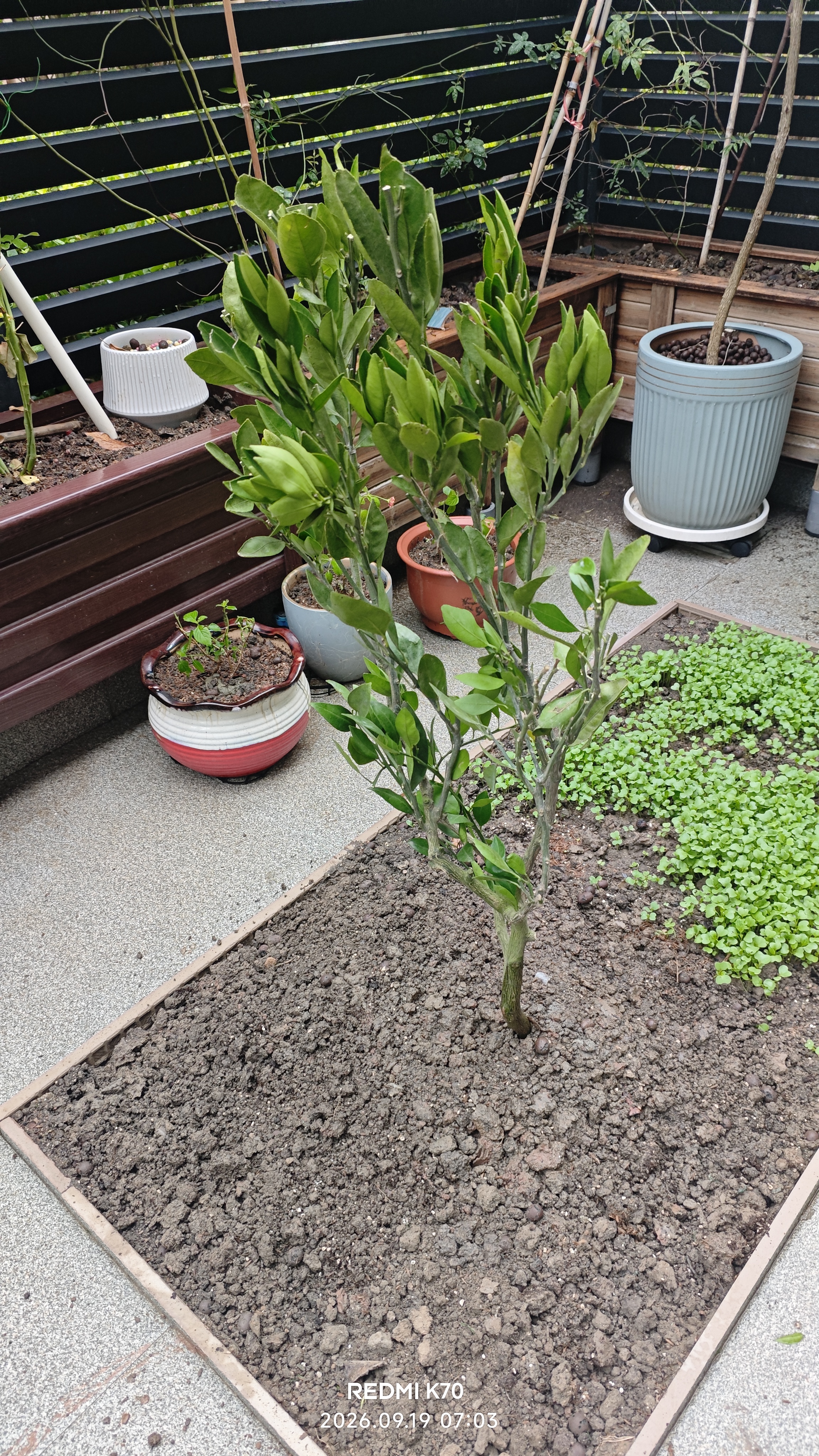 CHUANGSHIJI沙糖桔树苗南方北方种植橘子树苗柑桔果树果苗嫁接砂糖橘地栽盆栽 7年精选造型 (当年结果)带土球发 死苗包补 81cm(含)-110cm(含) 实拍图