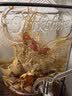 泸州老窖泸州红高粱酒 60度5L浓香型桶装散酒纯粮食白酒 泡药酒泡杨梅用酒 实拍图