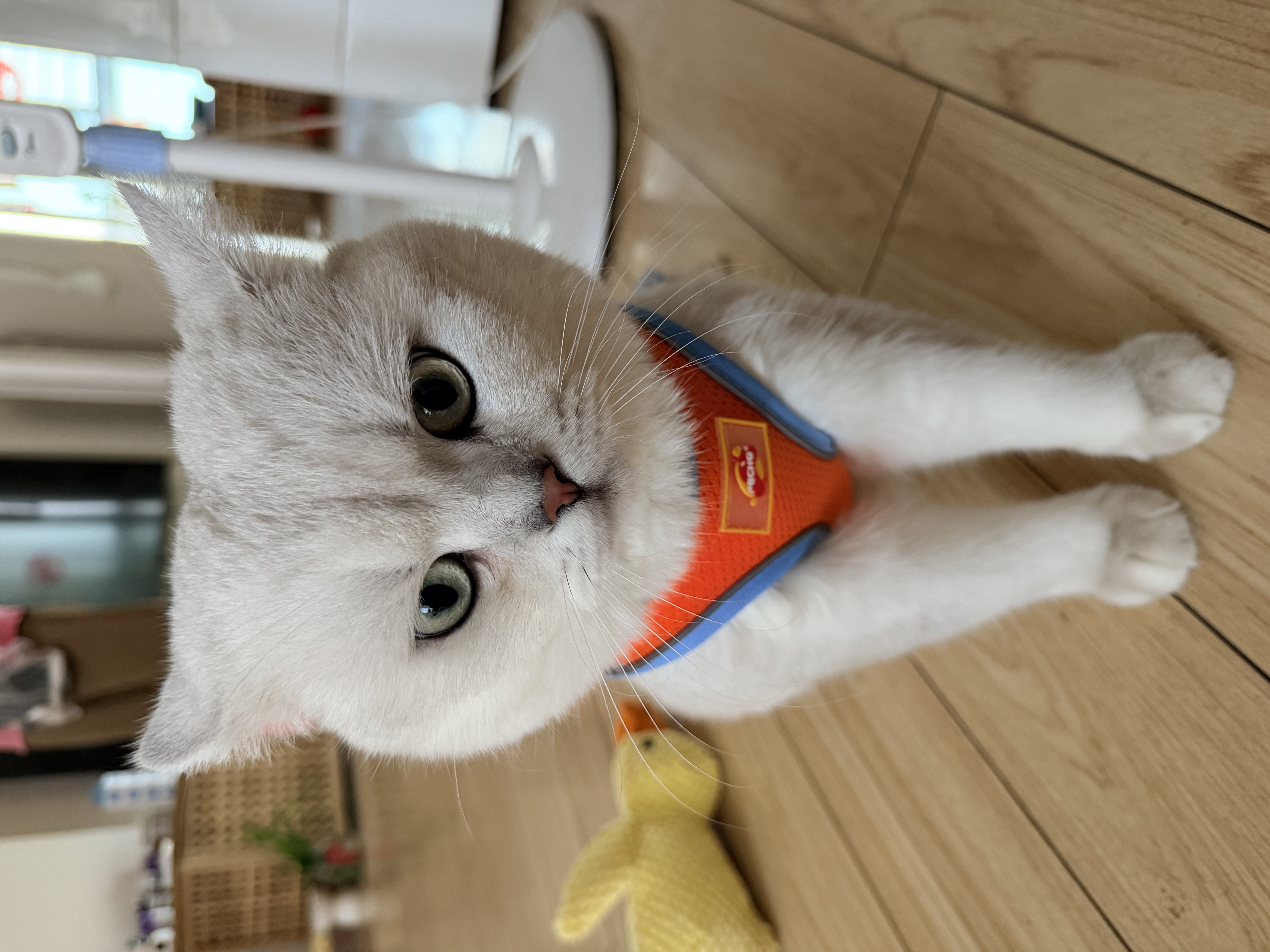 普安特宠物狗狗猫咪滴眼液眼药水狗狗泪痕眼屎多洗滴眼液金银花贝朗明 实拍图