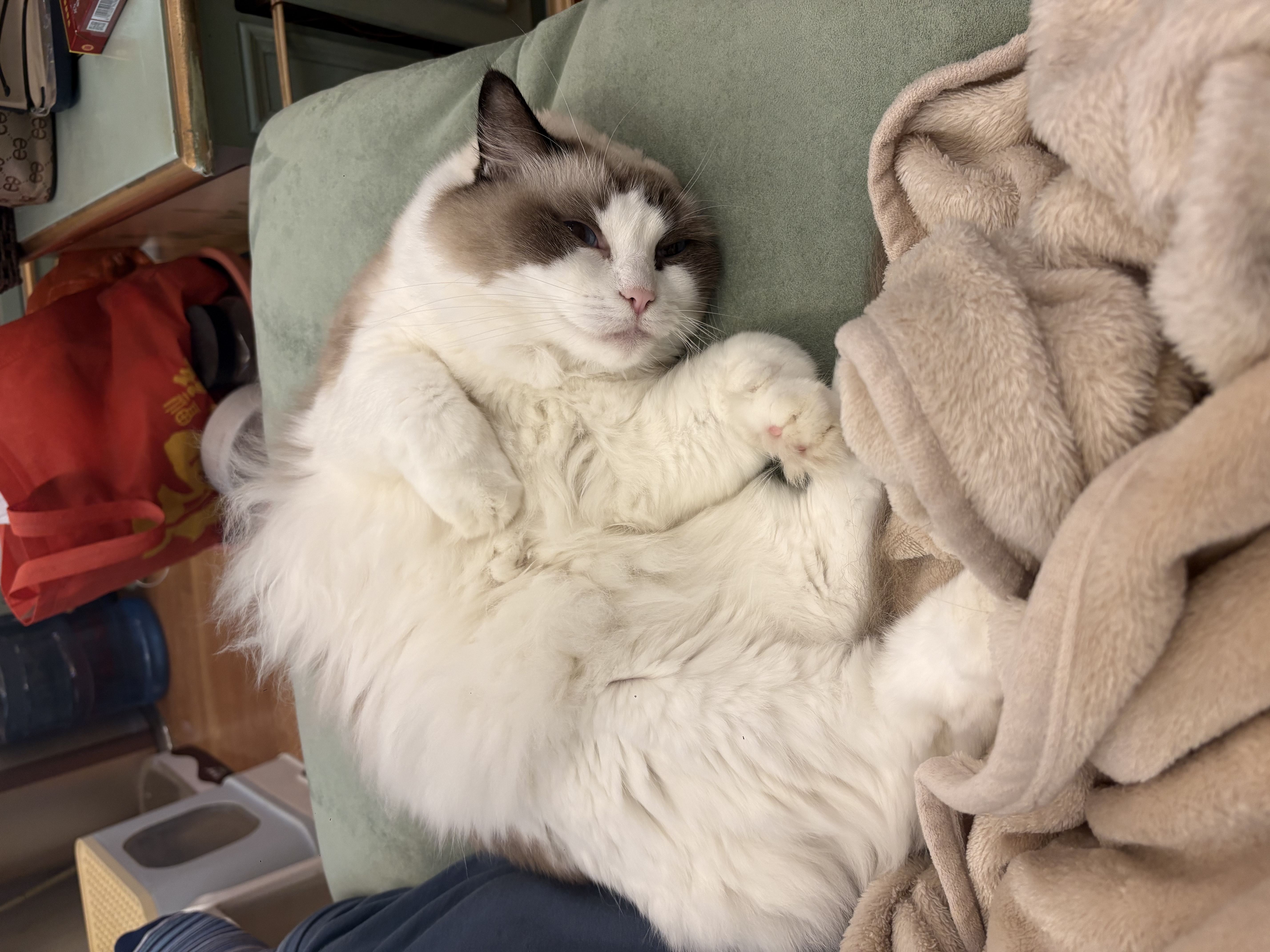 【京东快递】猫抓板猫窝一体式耐磨耐抓逗猫神器 45猫别墅【三层豪华款】 实拍图
