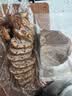 佳帮手真空袋食品抽真空袋塑封真空封口保鲜密封袋食品级加厚19丝家用包装袋10*20cm 实拍图