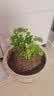 茉莉花苗盆栽带花苞九里香老桩驱蚊花卉植物室内浓香四季开花好养 小份茉莉花【2-3颗】一点苞   不含盆 实拍图