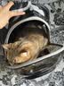 licheers猫包外出大号宠物背包便携太空舱猫笼双肩透气大容量猫咪书包 实拍图