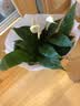 年宵花【热销款】白掌一帆风顺盆栽水培植物绿植过年装饰摆件年货 【店主推荐】特级白掌6-8株带花+早安盆+营养液 实拍图