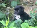 宝路狗粮 幼犬狗粮牛肉味1.3kg泰迪通用型中小型犬 实拍图