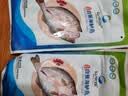仙泉湖三去白蕉海鲈鱼1斤/条净膛刺少肉厚珠海特产500g海鲜中秋生鲜食材 实拍图