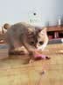 LEGENDSANDY蓝氏猫零食全价主食猫条鲜肉猫湿粮罐头混合味16g*84支 实拍图