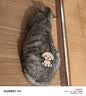 萌宠之星宠物羊奶粉狗羊奶粉猫奶粉400g山羊奶粉奶猫奶狗 实拍图