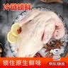 硒全食美无抗富硒鸽王净重700g(350g*2只)  冷冻鸽子生鲜煲汤烧烤鸽子 实拍图