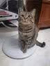 好主人金装好主人猫粮2.0 成猫幼猫蓝猫英短通用全价无谷冻干 【试吃装】金装幼猫粮400g 实拍图