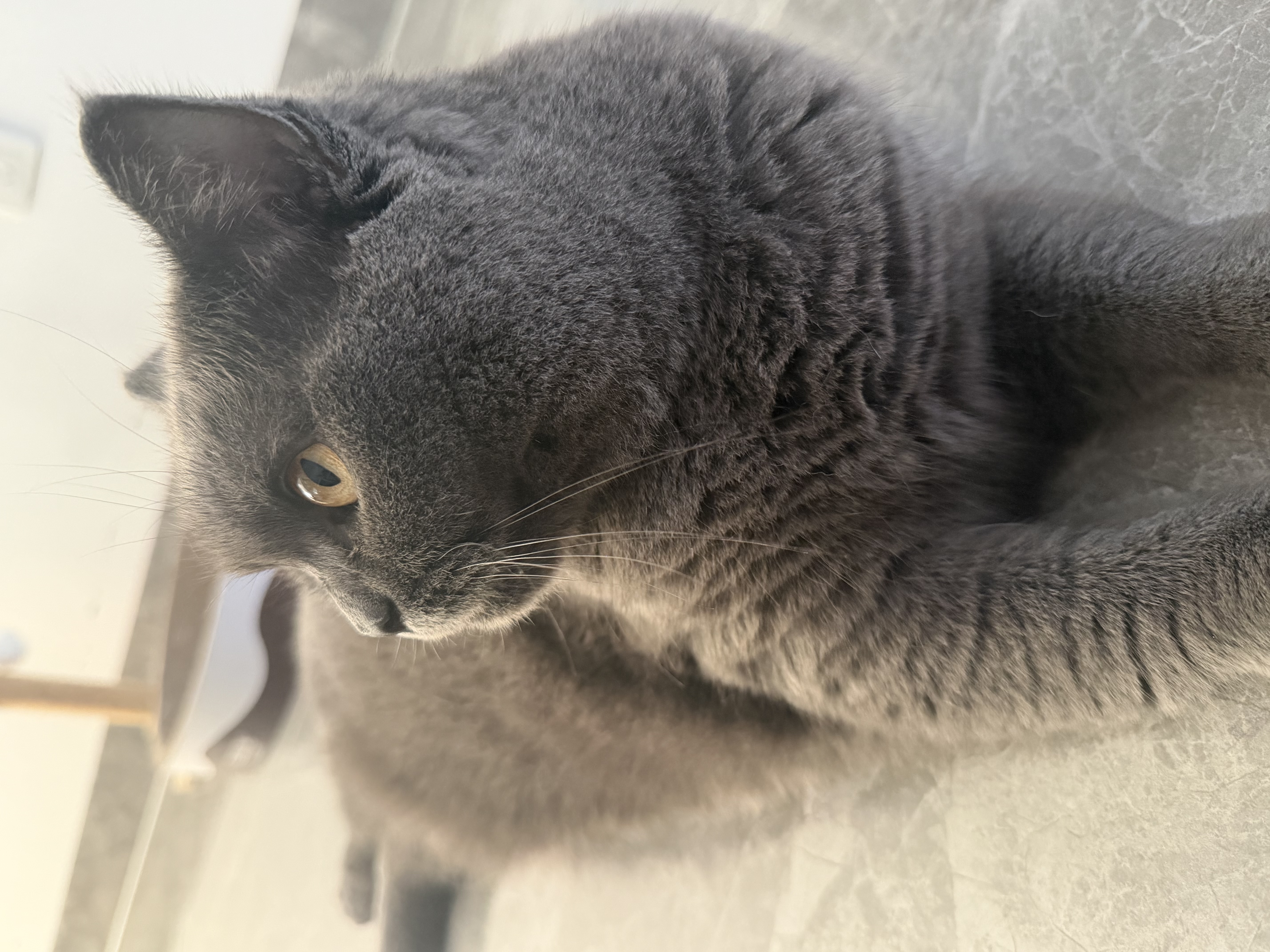 大宠爱成猫驱虫药体内外同驱耳螨虱子跳蚤虫 2.6-7.5kg成猫 12支装 实拍图
