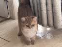 沃趣 钠基矿砂无尘矿物质结团快无尘小颗粒矿土吸水猫咪用品18斤 实拍图