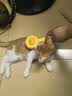 HELLOJOY猫梳子梳毛刷猫毛梳专用狗狗针梳毛发清理用品宠物猫咪去浮毛神器 实拍图