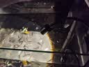 YEE鱼缸迷你射灯南美缸造景小型缸夹灯溪流缸鱼缸灯led灯防水3w三色 实拍图