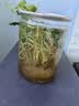 意轩铜钱草水培盆栽室内室外花卉金钱草绿植吸绿植花草植物 1盆【100根茎带叶发货不含盆】 实拍图