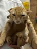 好主人猫条猫咪零食 喵舔酱火腿肠猫罐头白肉汤罐成猫幼猫通用营养开胃 猫咪零食大礼包870g 实拍图